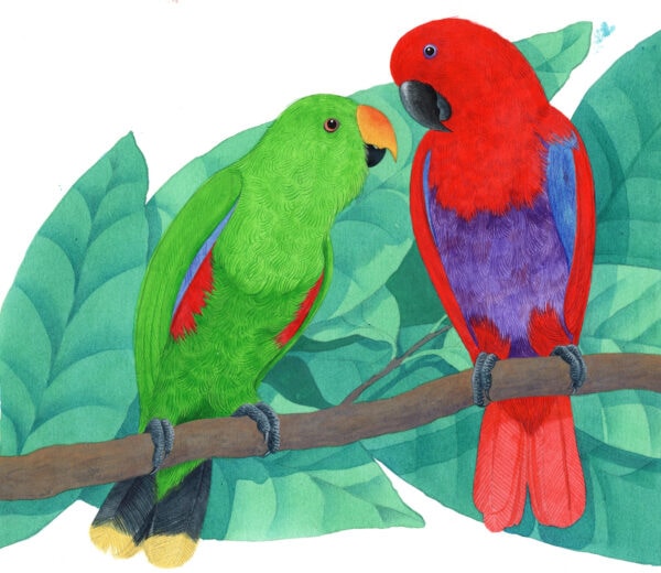 The parrots courtyard