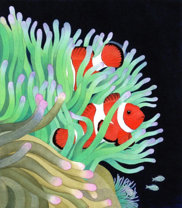 In sea anemones