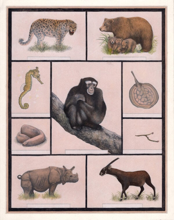 Animal 1