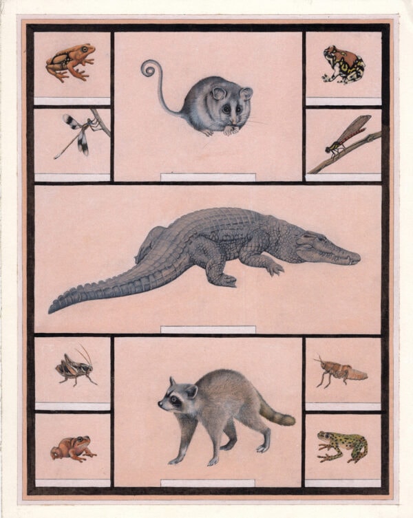 Animal 3