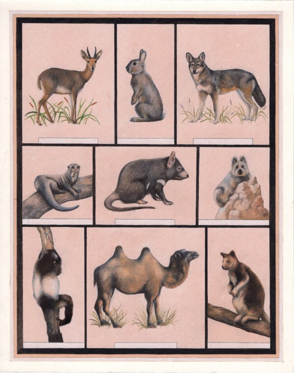 Animal 4