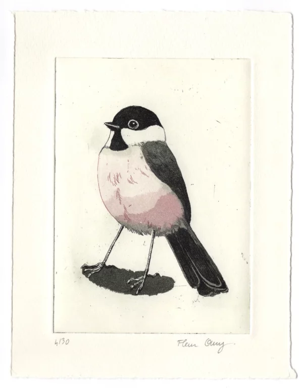 La mésange nonnette