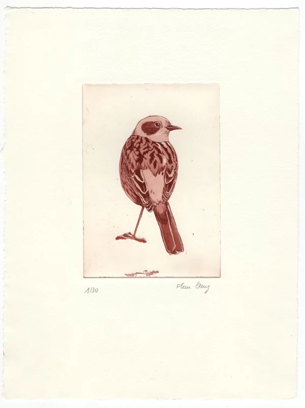 The speckled accentor