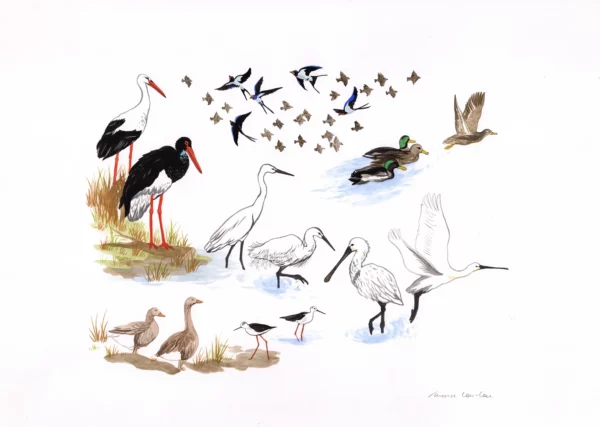 Les oiseaux migrateurs